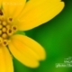 Yellow and Green, by Mai Phuong Duong