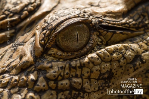 Crocodile's Eye, by Bashar Alaeddin - Close-up Photography, Wildlife Photography, Macro Photography, Photo of the Day, Photography Awards