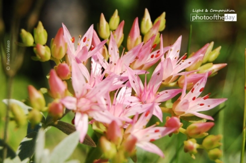 Pink Sisters by Gino Franco Velasco