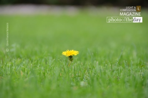 A Lone Flower by Gino Franco Velasco