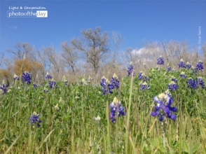 Spring has Sprung by Oscar Garcia