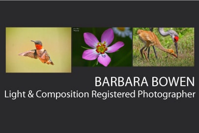 Barbara Bowen Barbara Bowen - Nature Photography, Wildlife Photography, Award-Winning Photographer, Barbara Bowen, Fine Art Photography
