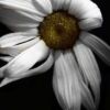 Photography Award, Close-up Photography, Art Photography, Photo of the Day, Online Photography Courses – White Summer, by Stephanie Gillis White Summer, by Stephanie Gillis - Photography Award, Close-up Photography, Art Photography, Photo of the Day, Online Photography Courses