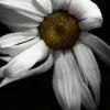 White Summer by Stephanie Gillis
