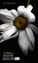 White Summer by Stephanie Gillis