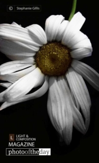 White Summer, by Stephanie Gillis - Photography Award, Close-up Photography, Art Photography, Photo of the Day, Online Photography Courses