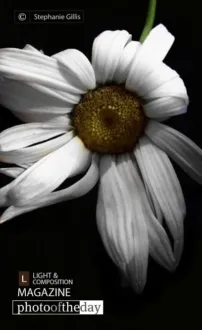 White Summer by Stephanie Gillis