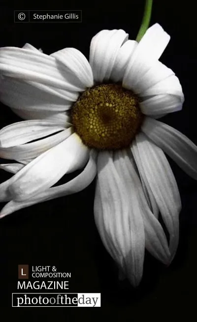White Summer by Stephanie Gillis