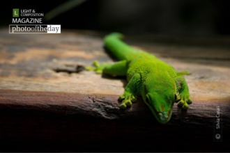 Green Touch by Silvia Casali