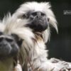 Cotton Headed Tamarin, by Silvia Casali - Cotton Headed Tamarin, Wildlife Photography, Photo of the Day, Photography Award, Silvia Casali