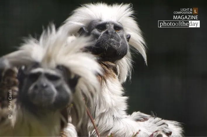 Cotton Headed Tamarin by Silvia Casali