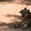 The Royals of Bandhavgarh, by Abhijit Bhowmick - Wildlife Photography, Bandhavgarh, Tiger Photography, Photo of the Day, Photography Awards