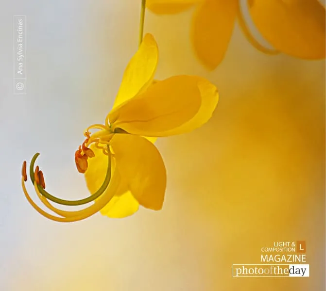 Golden Rain by Ana Sylvia Encinas