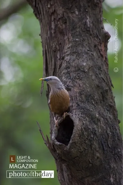 Starling’s Nest by Rahat Azim Chowdhury