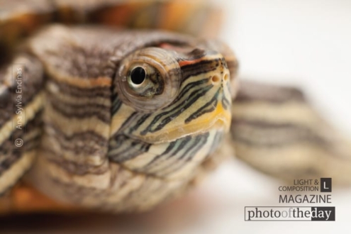 Tiny Water Turtle, by Ana Sylvia Encinas - Macro Photography, Close-Up Photography, Photo of the Day, Nature Photography, Wildlife Photography