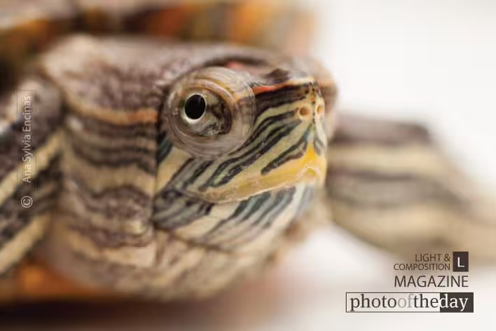 Tiny Water Turtle by Ana Sylvia Encinas