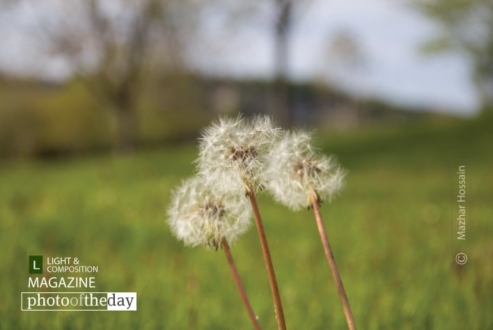 The Dandelions by Mazhar Hossain