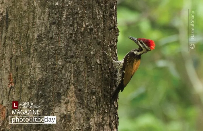 Black-Rumped Flameback, by Nazmul Shanji - Wildlife Photography, Photojournalism, Nature Photography, Photography Education, Black-Rumped Flameback