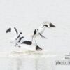 Balts of the Pied Avocet, by Rob van der Waal - Wildlife Photography, Nature Photography, Photo of the Day, Pied Avocet, Photography Awards