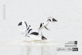 Balts of the Pied Avocet by Rob van der Waal