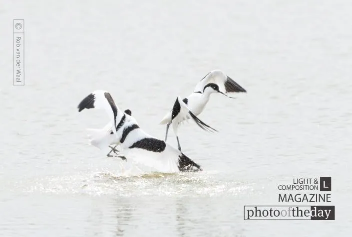 Balts of the Pied Avocet by Rob van der Waal
