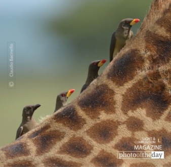Hitching a Ride, by Claudio Bacinello - Wildlife Photography, Photo of the Day, Photography Awards, Nature Photography, Photojournalism