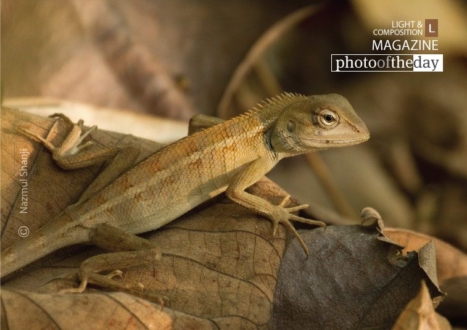 Changeable Lizard, by Nazmul Shanji - Wildlife Photography, Photojournalism, Nature Photography, Photography Awards, Light & Composition