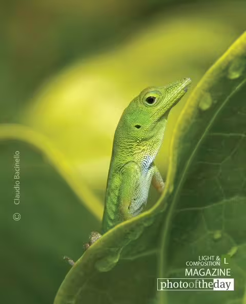 Hispaniolan Green Anole by Claudio Bacinello