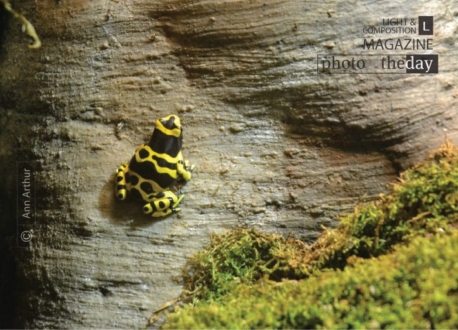 Yellow-banded Poison Dart, by Ann Arthur - Wildlife Photography, Photography Awards, Photo of the Day, Yellow-banded Poison Dart, Nature Photography