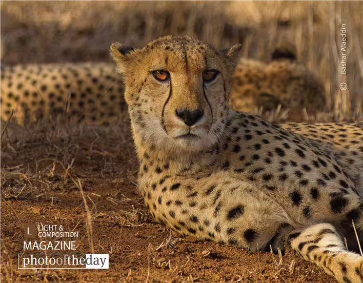 Cheetah Stare by Bashar Alaeddin