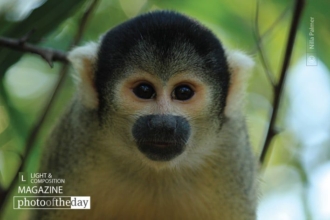 Capuchin Monkey by Nilla Palmer