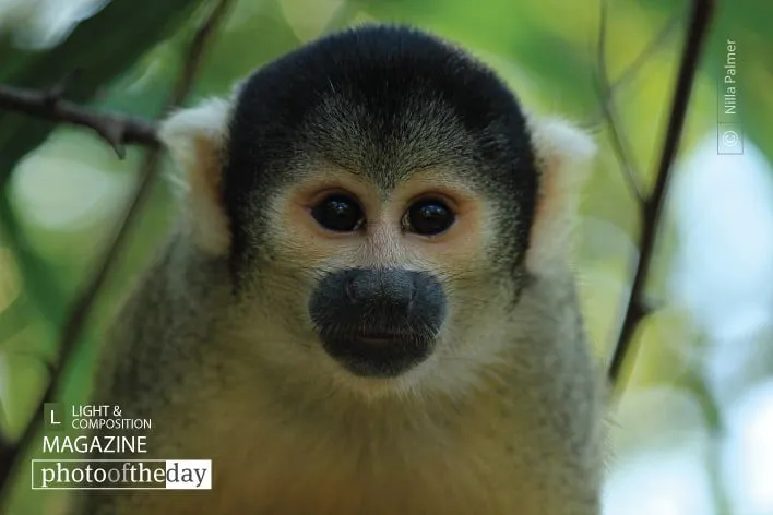 Capuchin Monkey by Nilla Palmer