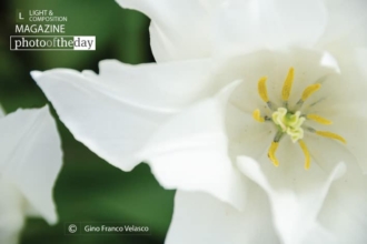 White Elegance by Gino Franco Velasco