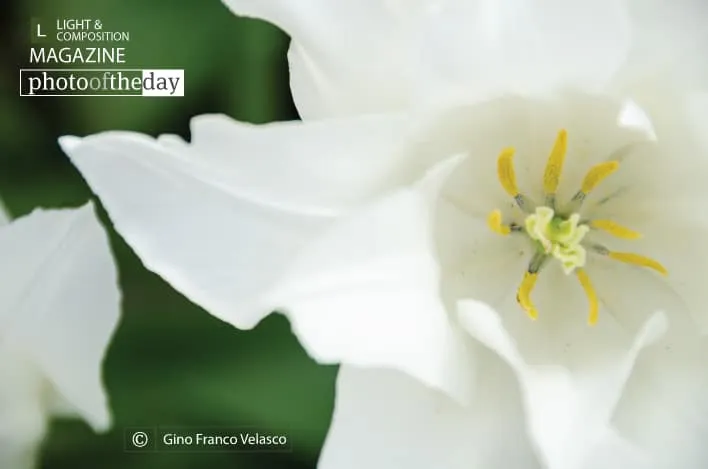 White Elegance, by Gino Franco Velasco - Close-up Photography, Photo of the Day, Photography Awards, Art Photography, Nature Photography