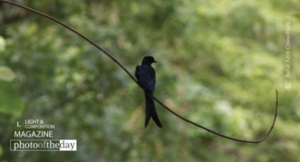 Identifying Black Drongo by Rahat Azim Chowdhury
