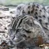 Fiddle the Fishing Cat, by Arnold Chan - Wildlife Photography, Photography Awards, Photo of the Day, Fishing Cat, Photography Education