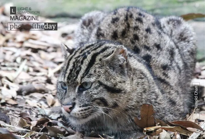 Fiddle the Fishing Cat by Arnold Chan
