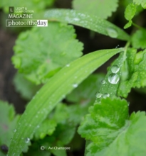 Drops on the Leaf by Avi Chatterjee