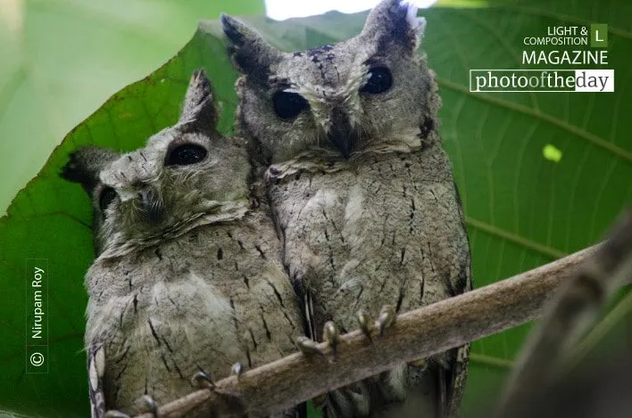 Starred At, by Nirupam Roy - Wildlife Photography, Photo of the Day, Photography Awards, Nature Photography, Art Photography