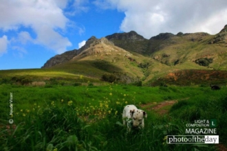 Vegetarian Dalmatian by Naude Visser
