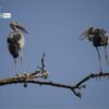 Giants in Conversation, by Nirupam Roy - Wildlife Photography, Nature Photography, Photo of the Day, Bird Photography, Photography Awards