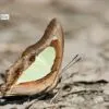 Polyura Athamas, by Nirupam Roy - Close-up Photography, Nature Photography, Photography Awards, Photo of the Day, Art Photography