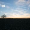 Tree, Field, and a Sunset, by Darshan Vaishnav - Photography, Photo of the Day, Award Winning Photography, Landscape Photography, Sunset Photography