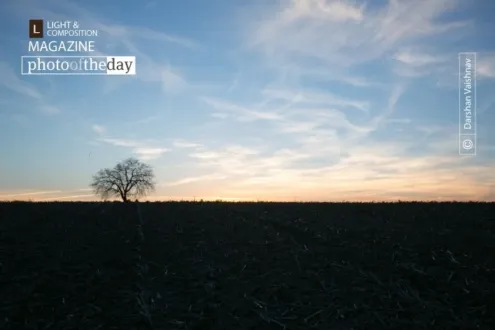 Tree, Field, and a Sunset by Darshan Vaishnav