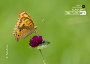 Peacock Pansy by Nazmul Shanji