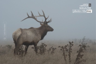Point Reyes Elk by Laria Saunders