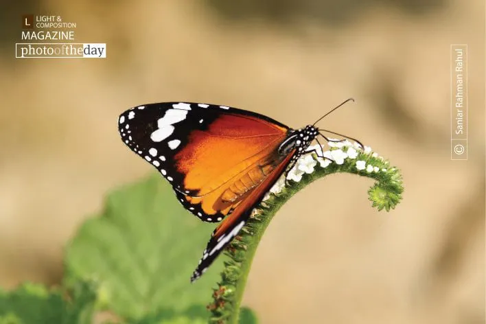 Plain Tiger, by Saniar Rahman Rahul - Nature Photography, Wildlife Photography, Butterfly Photography, Macro Photography, Photo of the Day