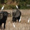 Cattle Egret and Buffalo, by Saniar Rahman Rahul - Wildlife Photography, Photojournalism, Nature Photography, Cattle Egret, Buffalo