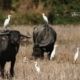 Cattle Egret and Buffalo, by Saniar Rahman Rahul