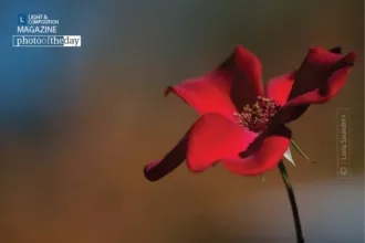 Point Reyes Rose by Laria Saunders